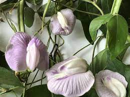 Clitoria Ternatea Lavender Butterfly Pea Yonipushpa Girikarnika Kokilaa Aprajita Darwin Pea Shankhapushpam Violet Cli Butterfly Pea Lavender Butterfly Lavender