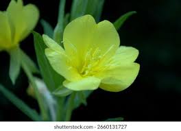 Image result for Onagraceae