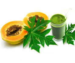 डेंगू रोग में बेहद फायदेमंद है पपीते के पत्ते का जूस, जानें इसके फायदे -  Juice Of Papaya Leaves Helps In Increasing Platelets And Recover From Dengue