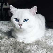 Beautiful Black And White Cat With Blue Eyes This Is No Ordinary Cat You Will Find Out As Soon As You Look At His Eyes Cute Cats Beautiful Kittens Cute Animals