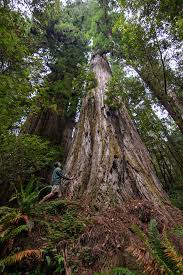 The tree was discovered in 2006, and is 379.7 feet (115.7 m) tall. Hyperion Redwood World S Tallest Redwood National Park
