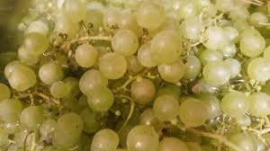 Weintrauben Saft Selber Machen Traubensaft Entsafter Einkochen Kochrezepte Garten Ernte Selber Machen Birnen Chutney Trauben Traubensaft Selber Machen