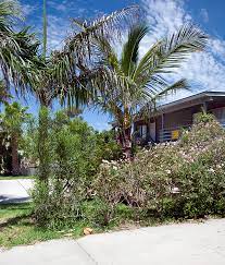 (technically, there's also a third category, a cross between the first two, known as costapalmate leaves.) a palmate leaf palm has lobes fanning out from a common point. Coconut And Royal Palms South Padre Island Texas Photo Gene Paull Photos At Pbase Com