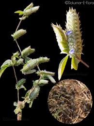 Image result for Rungia grandis