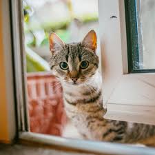 I got a cat she is white with a black and brown spot on her head and the rest is white what is she? The 17 Best Cat Breeds For First Time Owners Popsugar Pets