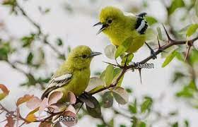 Pin By Informasi Komunitas Kicau Mani On Perawatan Burung Burung