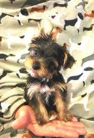 It has a high intelligence, it is affectionate, gentle and energetic and needs to be properly exercised to. Akc Tiny Toy Yorkie Puppies For Sale In Redding California Classified Americanlisted Com
