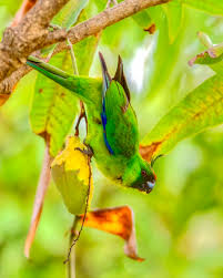 Image result for Cyanotis sp. aff. C. lapidosa