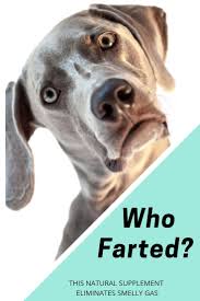 Dog Farts Are The Worst Dog Farts Probiotics For Cats Dog Remedies