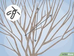Image result for pruning plum trees