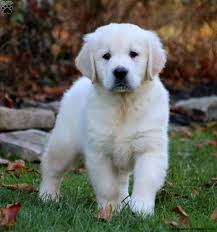 Check spelling or type a new query. White Puppy Cream White Puppy Golden Retriever Novocom Top