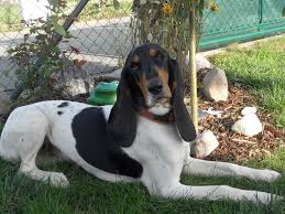 Image result for bernský honič