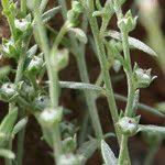 Image result for Euploca strigosa