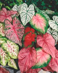 Image result for Caladium