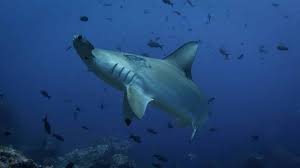 Check spelling or type a new query. Los Mejores Lugares Para Bucear Con Los Tiburones Martillo Animals Around The Globe