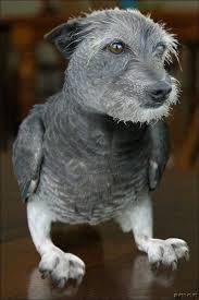 Hybrid Animals Made Using Photoshop Breeding Photoshopped Animals Animal Mashups Weird Animals
