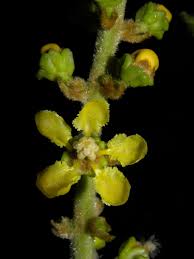 Image result for Triaspis hypericoides