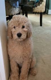 The standard goldendoodle soon had the smaller miniature poodle bred into the line, and the mini. Daisy Goldendoodle Teddy Bear Dog Doodle Puppy Puppies