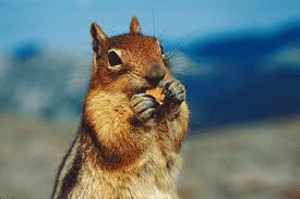 Most animals living on earth are hunted by predators. Predators Facts Science Trek Idaho Public Television