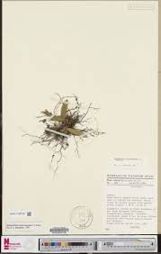 Image result for Bulbophyllum unifoliatum