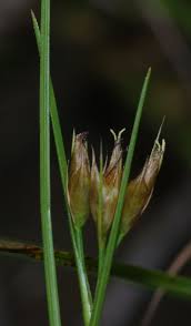 Image result for Rhynchospora brevirostris