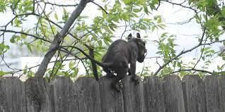 To understand the legend of the jersey devil, you must first understand his birthplace. Is This The Jersey Devil