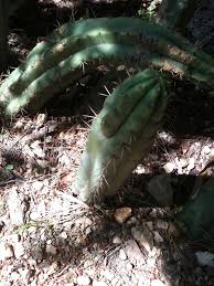 What is san pedro cactus? Mescaline Cactus Faqs