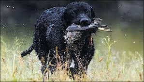 Image result for curly coated retrívr