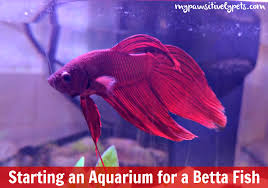 From the betta coccina complex. Starting An Aquarium For A Betta Fish Apifish Pawsitively Pets