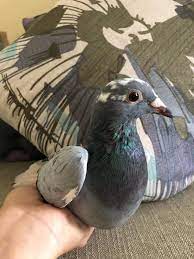 Hours may change under current circumstances A Few Weeks Ago I Took Pj To Niles Chicago Pigeon Pets Rescue Facebook