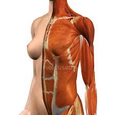 Check spelling or type a new query. Female Chest And Abdomen Muscles With Split Skin Layer On White Background Trapezius Medical Stock Photo 200634900