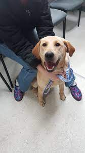 Low cost pet vaccinations at walgreens : Rochester Veterinary Clinic Home Facebook