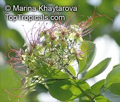 Image result for Intsia