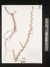 Image result for Crotalaria adamsonii