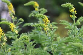 Image result for Agrimonia