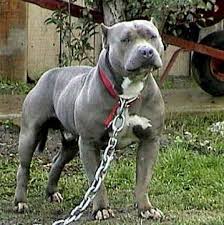 American Pitbull Terrier 4 Jpg 359 360 Pixels Pitbulls American Pitbull Terrier Dangerous Dogs