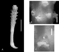 Image result for Pseudocalyx