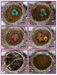 Maybe you would like to learn more about one of these? File Robin Eggs Flying In 3 Weeks By Volkan Yuksel Jpg Wikipedia