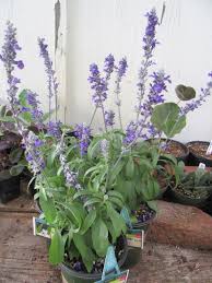 Image result for Salvia farinacea