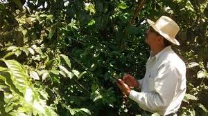 We did not find results for: Perfectdailygrind Com Combatiendo La Roya Con Aplicaciones Para Moviles