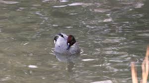 Jargal's Wildlife Photography