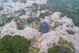 They are widely distributed, especially in the temperate zone of the northern hemisphere including japan, taiwan, korea, mainland china, nepal, india, pakistan, afghanistan, iran, myanmar, thailand, europe, united states, c. Best Cherry Blossom Cities In The World Where To See Cherry Blossoms