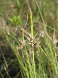 Image result for Scleria