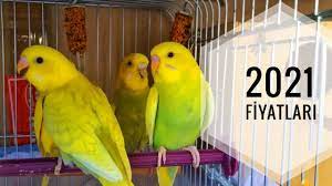 2021 muhabbet kusu fiyatlari youtube
