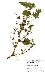 Image result for Abutilon sonneratianum