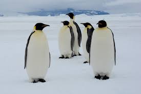 Disneynature penguins | in theatres april 17. In Search For The Emperor Penguin Oceanwide Expeditions