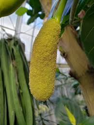 Image result for Artocarpus heterophyllus