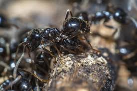 We offer free inspections and estimates. Get Rid Of Ants Guardian Pest Management