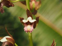 Image result for Eulophia alta