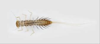 Image result for Lepidagathis eriocephala